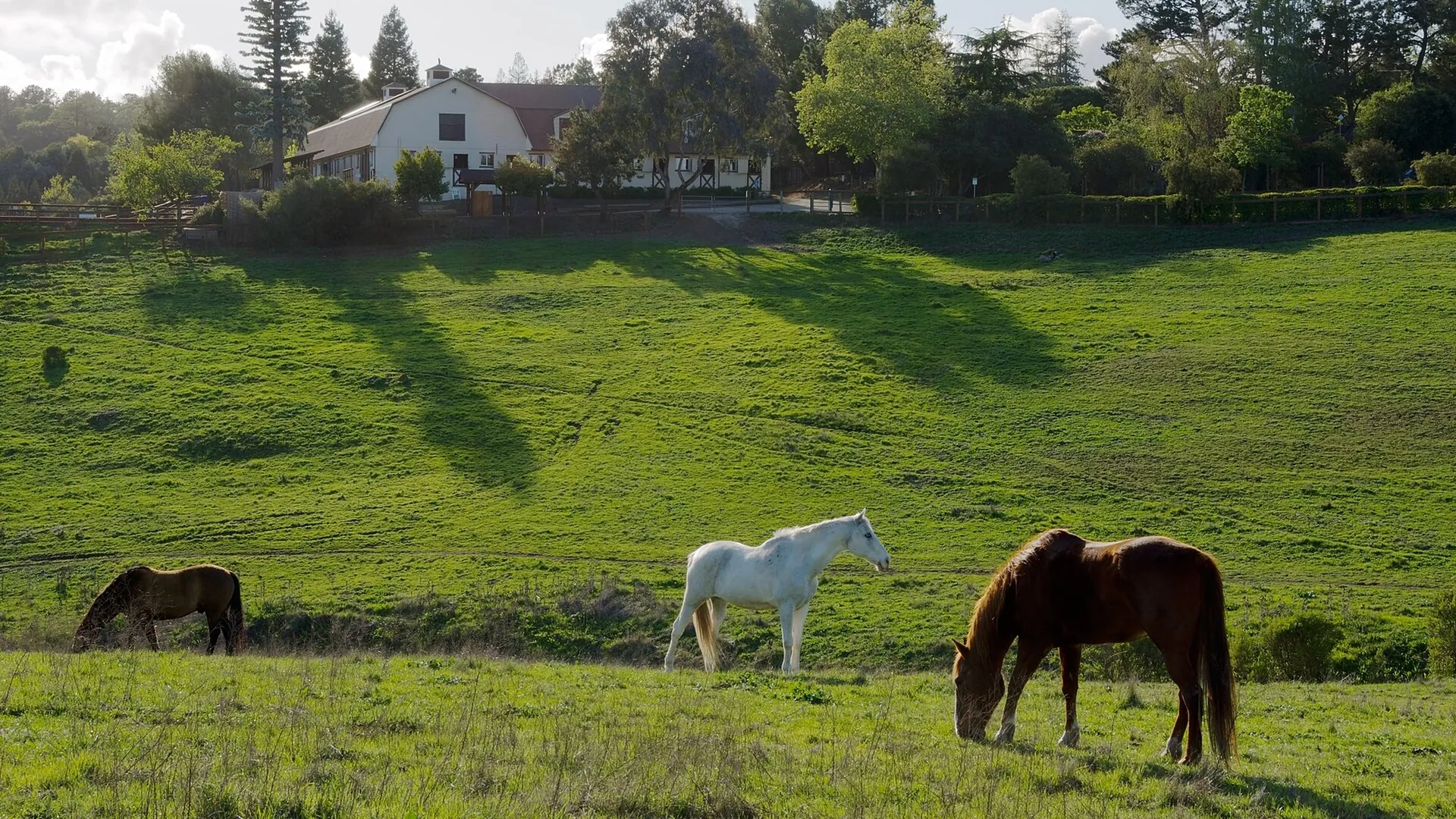Westwind Community Barn and horse pasture in Los Altos Hills