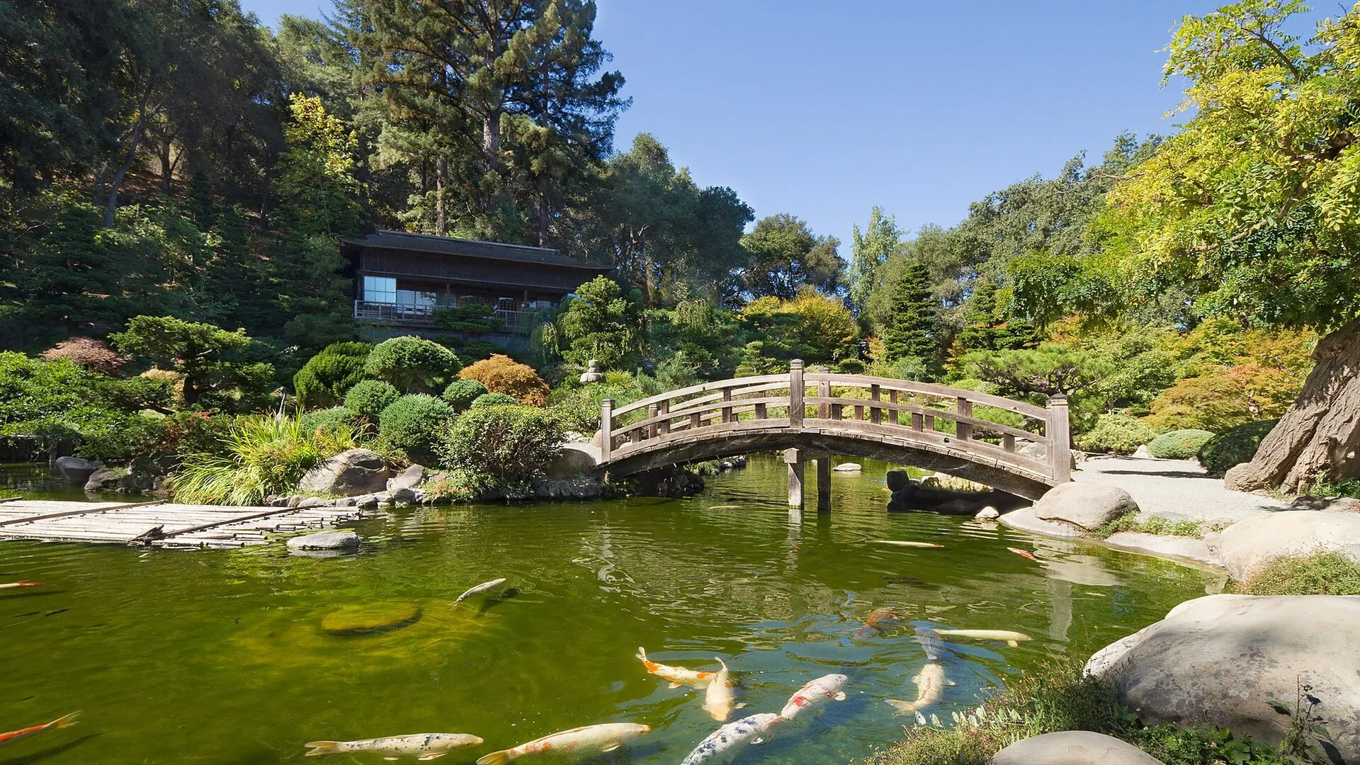 Moon Bridge and koi pond at Hakone Gardens in Saratoga